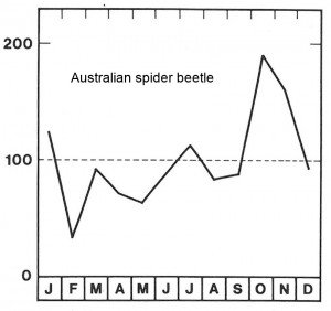 Season for Australian spider beetle