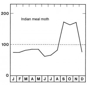 Season for Indian meal moth