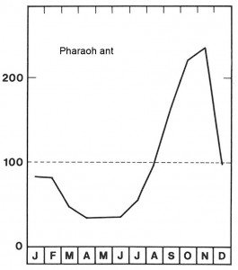 Season for Pharaoh ants