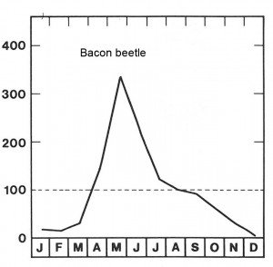 Season for bacon beetles