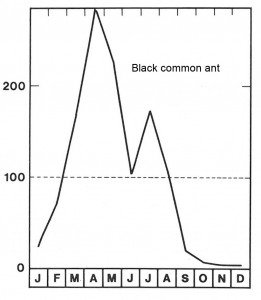 Season for black common ant