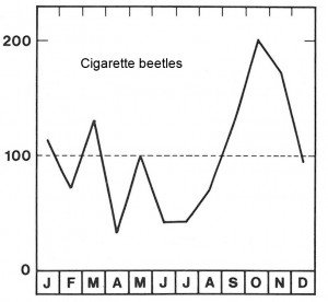 Season for cigarette beetle