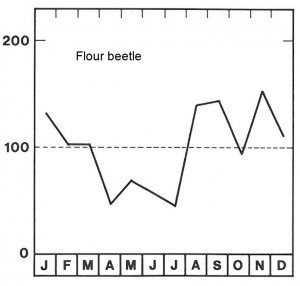 Season for confused flour beetle