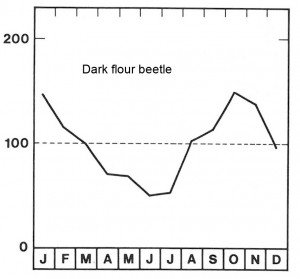 Season for dark flour beetle