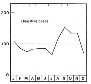 Season for drugstore beetle