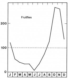 Season for fruitflies