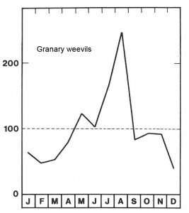 Season for granary weevils