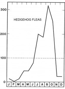 Season for hedgehog fleas