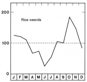 Season for rice weevils