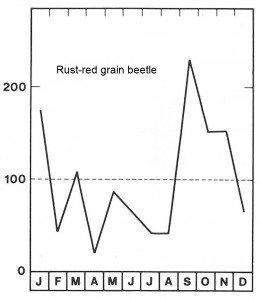 Season for rust-red grain beetle