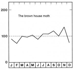 Season for the brown house moth