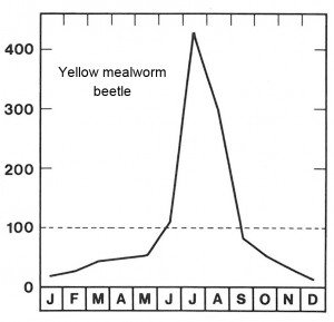 Season for yellow mealworm beetle