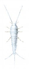 Silverfish