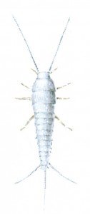 Silverfish