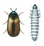 Skin beetle and larva