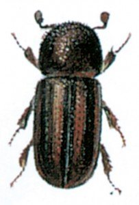 Trypodendron