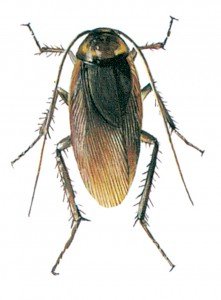 The American cockroach