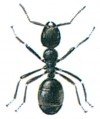 The black garden ant