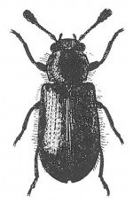 The black-legged ham beetle