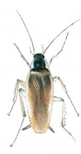 The brown-banded cockroach