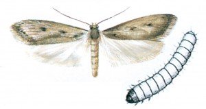 The brown house moth