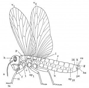 The built of winged insects