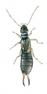 The common earwig