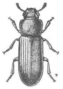 The confused flour beetle