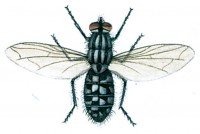 The grey fleshfly