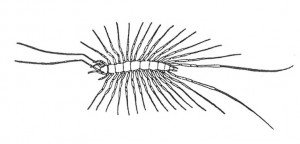 The house centipede