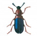 The red-breasted kopra beetle