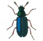 The red-legged kopra beetle