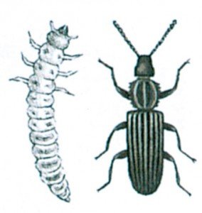 The saw-toothed grain beetle