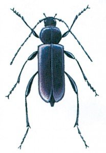 Callidium violaceum