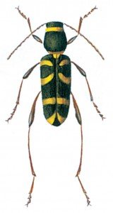 Clytus arietis