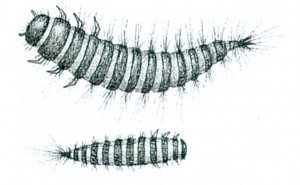 DERMESTID LARVAE 