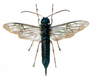 Wood wasp