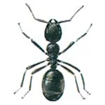 Ant