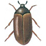 Brown carpet beetle