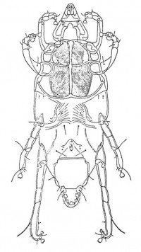 Chirodiscoides caviae