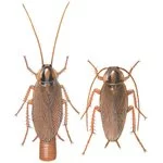 Cockroaches