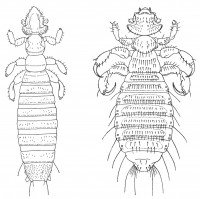 Gliricola Porcelli and Gyropus ovalis