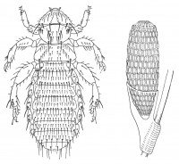 The fur louse