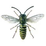 Wasp