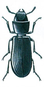 Cadelle, Tenebroides mauretanicus