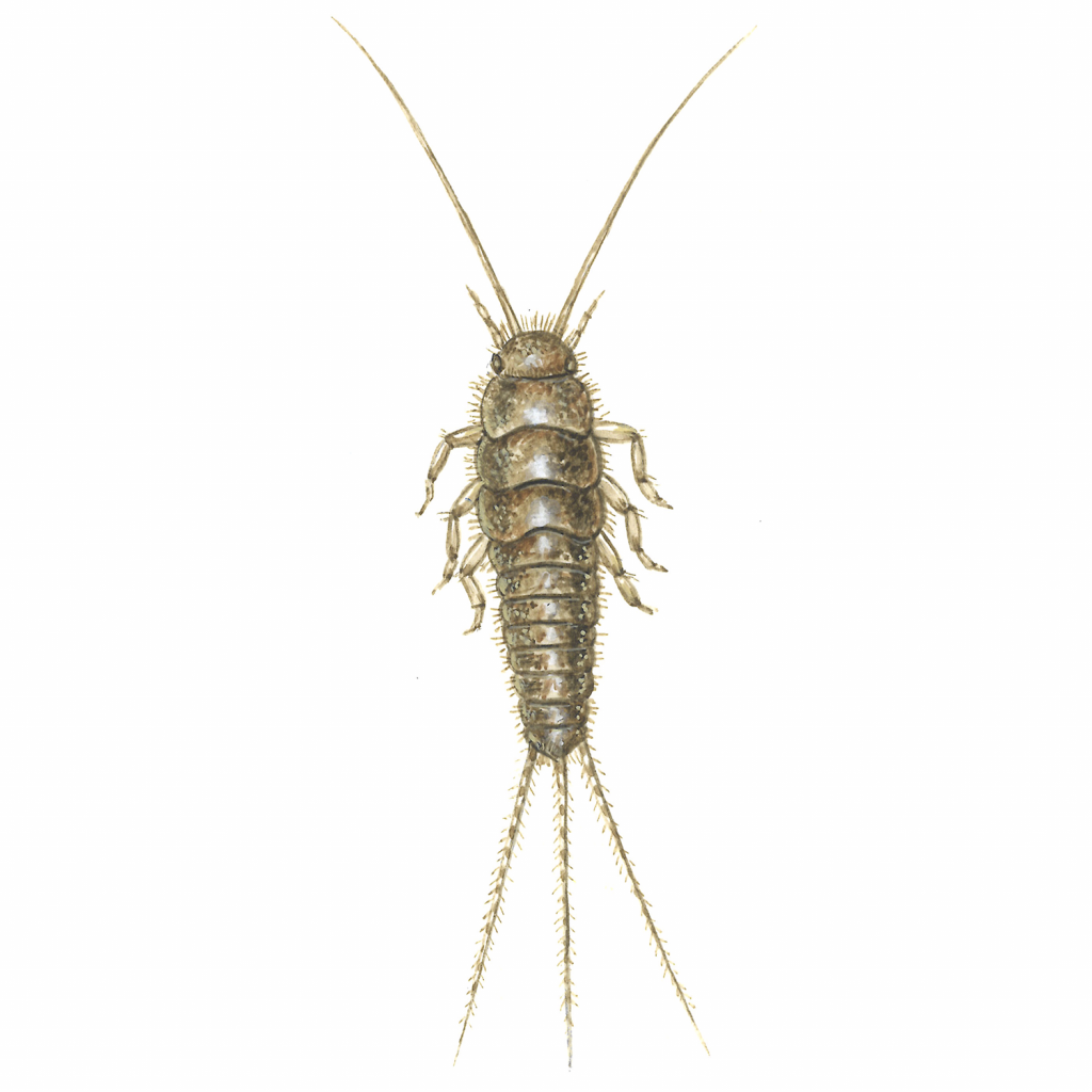 Long-tailed silverfish