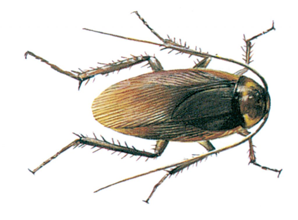 American cockroach