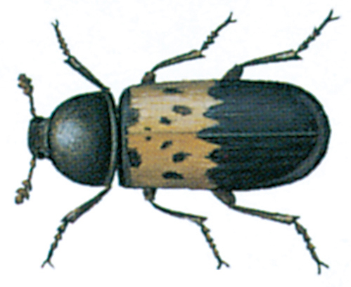 Bacon beetle / larder beetle