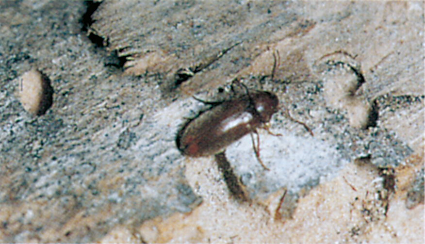 Ernobius mollis (bark borer) only attacks coniferous wood