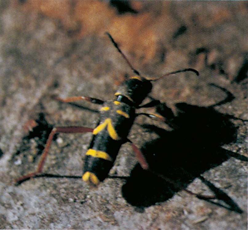 Beautiful drawings on wasp beetle, Clytus arietis